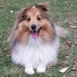 Past PetCloud client