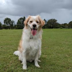 Past PetCloud client