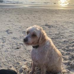 Past PetCloud client