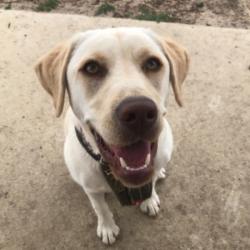 Past PetCloud client