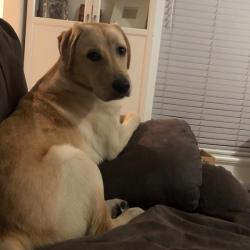 Past PetCloud client