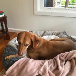 Past PetCloud client