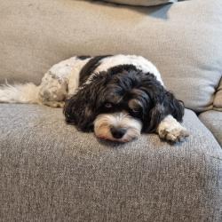 Past PetCloud client