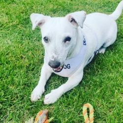Past PetCloud client
