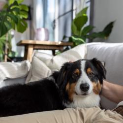 Past PetCloud client