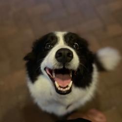 Past PetCloud client