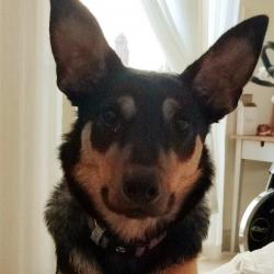 Past PetCloud client