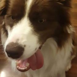 Past PetCloud client