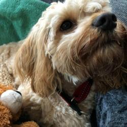 Past PetCloud client