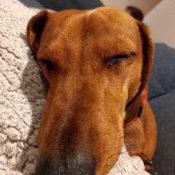 Past PetCloud client