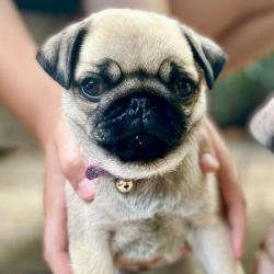 This minders pet