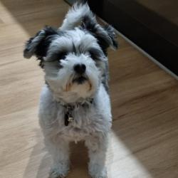 Past PetCloud client