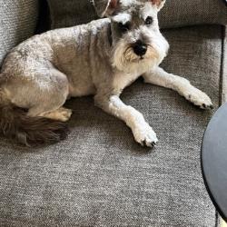 Past PetCloud client