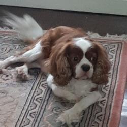 Past PetCloud client