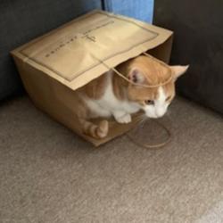 Past PetCloud client