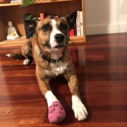 Past PetCloud client