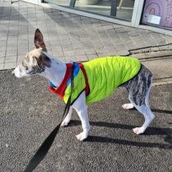 Past PetCloud client