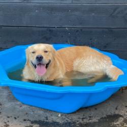 Past PetCloud client