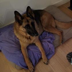 Past PetCloud client
