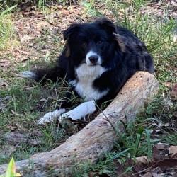 Past PetCloud client