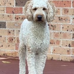 Past PetCloud client
