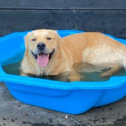 Past PetCloud client