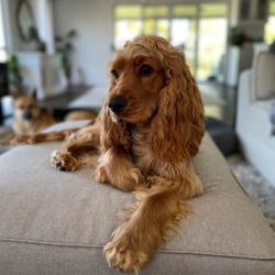 Past PetCloud client