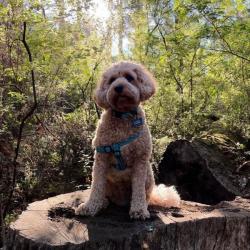 Past PetCloud client