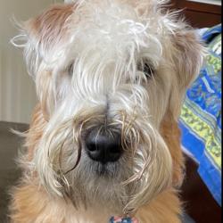 Past PetCloud client