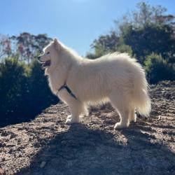 Past PetCloud client