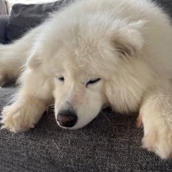 Past PetCloud client