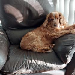 Past PetCloud client