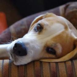 Past PetCloud client