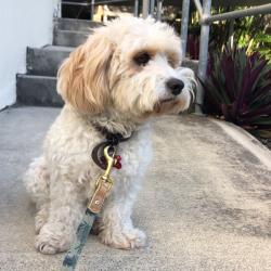 Past PetCloud client