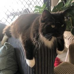 Past PetCloud client