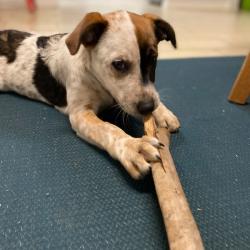 Past PetCloud client