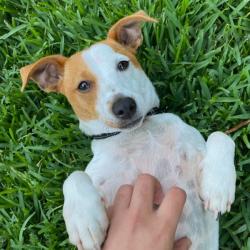Past PetCloud client