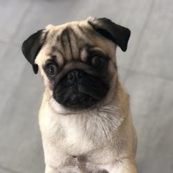 Past PetCloud client