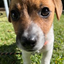 Past PetCloud client