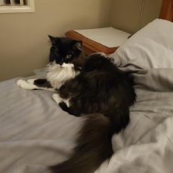 Past PetCloud client