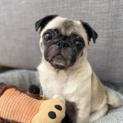 Past PetCloud client