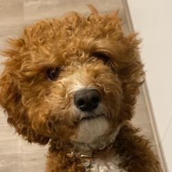 Past PetCloud client
