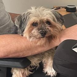 Past PetCloud client