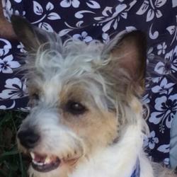 Past PetCloud client