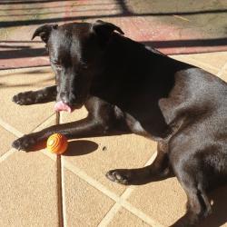 Past PetCloud client