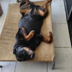 Past PetCloud client