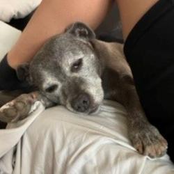 Past PetCloud client
