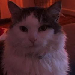 Past PetCloud client