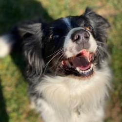 Past PetCloud client