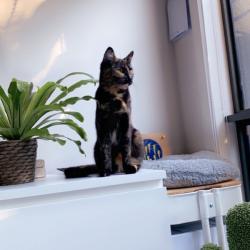 Past PetCloud client